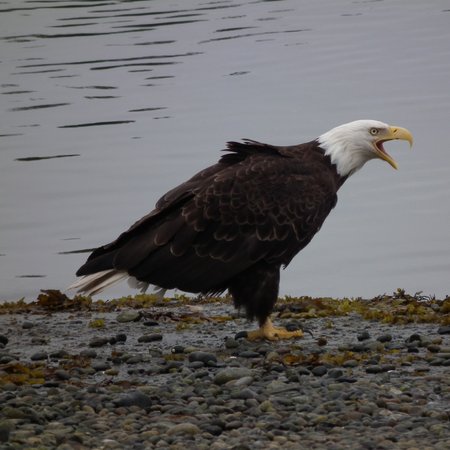 X̱aad Kil Tapes image