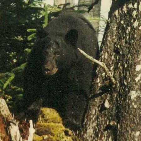 Legends of Old Massett Haida image