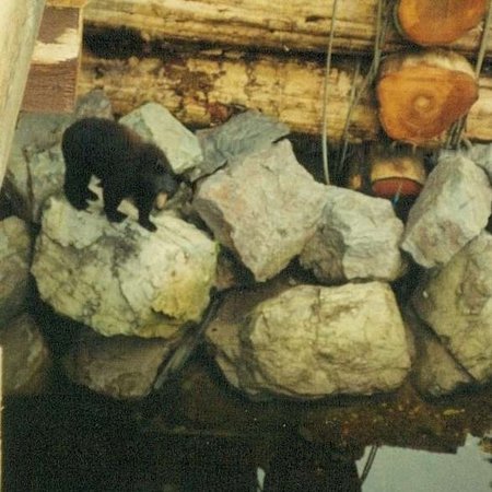 Shag Rock Story image