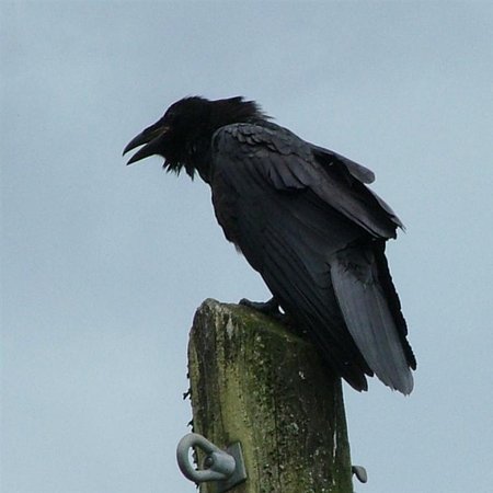 Raven Creation Stories - yaahl gin tlaaw gyaahlaangee image